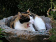 My cat Marigold in the bird bath