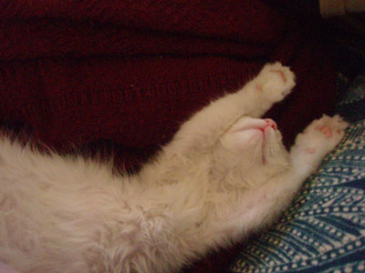 Max, a kitten rescued from a feral colony, chills out.