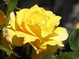 A yellow rose from my garden illustrating the essential oils links